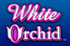 White Orchid Tragamonedas Online con 93,96% de RTP y tragaperras de IGT